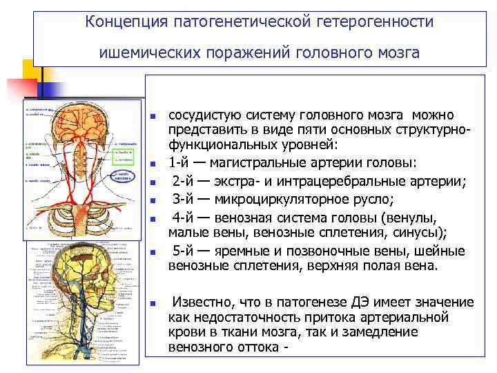 Уточненные поражения. Магистральные артерии головы. Уточненные поражения сосудов головного мозга. Другие уточненные поражения сосудов головного мозга. Уточненные поражения сосудов мозга.