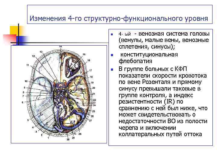 Изменения 4 -го структурно-функционального уровня n n n - венозная система головы (венулы, малые