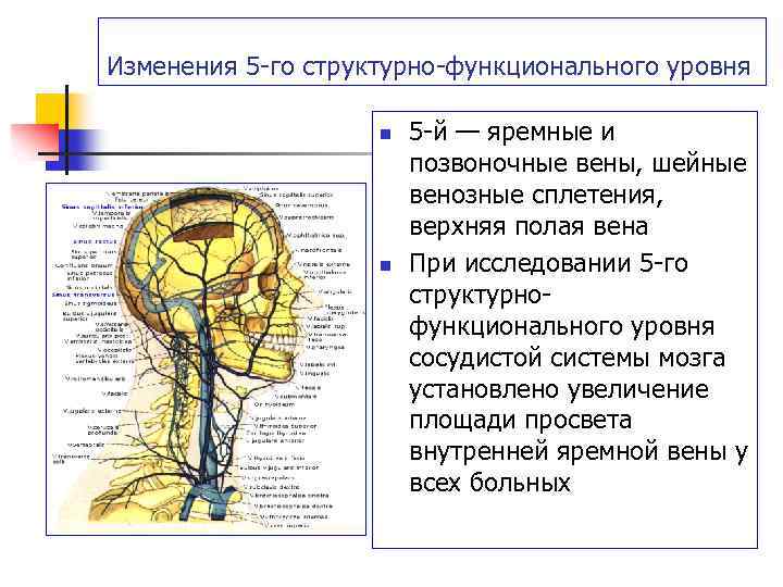 Изменения 5 -го структурно-функционального уровня n n 5 -й — яремные и позвоночные вены,