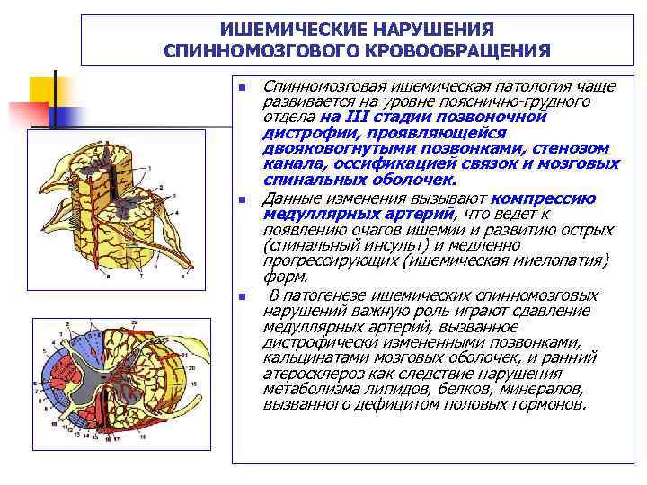 ИШЕМИЧЕСКИЕ НАРУШЕНИЯ СПИННОМОЗГОВОГО КРОВООБРАЩЕНИЯ n n n Спинномозговая ишемическая патология чаще развивается на уровне