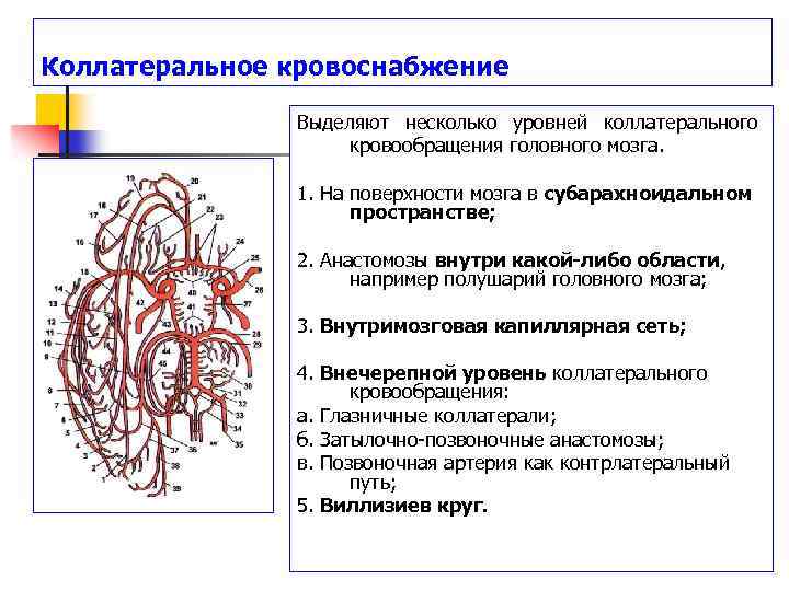 Схема коллатерального кровообращения с обозначениями