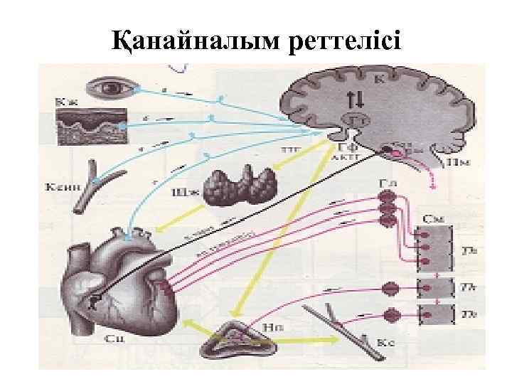Қанайналым реттелісі 