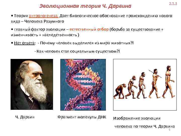 Эволюционная теория Ч. Дарвина 2. 1. 3 • Теория антропогенеза. Дает биологическое обоснование происхождению