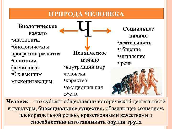 ПРИРОДА ЧЕЛОВЕКА Ч Биологическое Социальное начало • инстинкты • деятельность • биологическая • общение