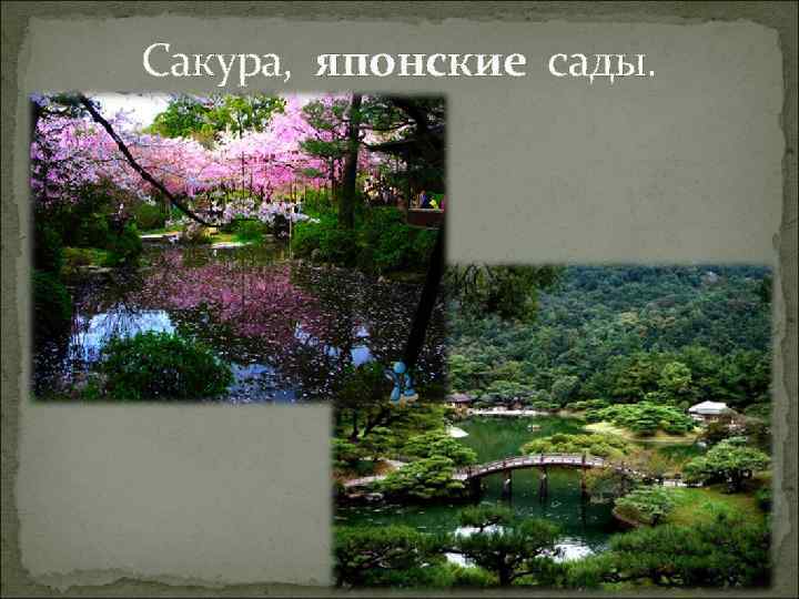 Сакура, японские сады. 