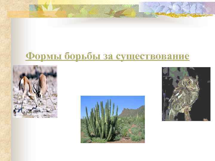 Формы борьбы за существование 