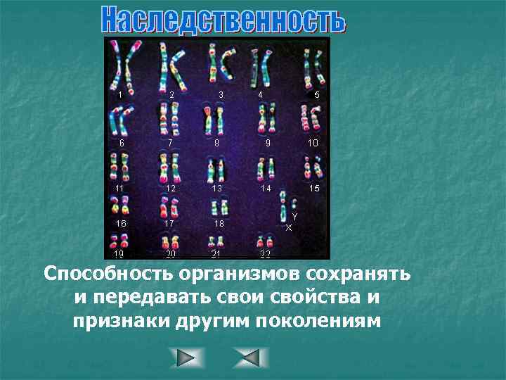 Способность организмов сохранять и передавать свои свойства и признаки другим поколениям 
