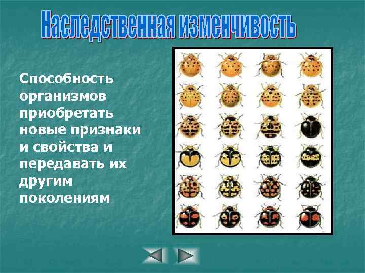 Способность организмов приобретать новые признаки и свойства и передавать их другим поколениям 