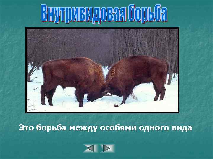Это борьба между особями одного вида 