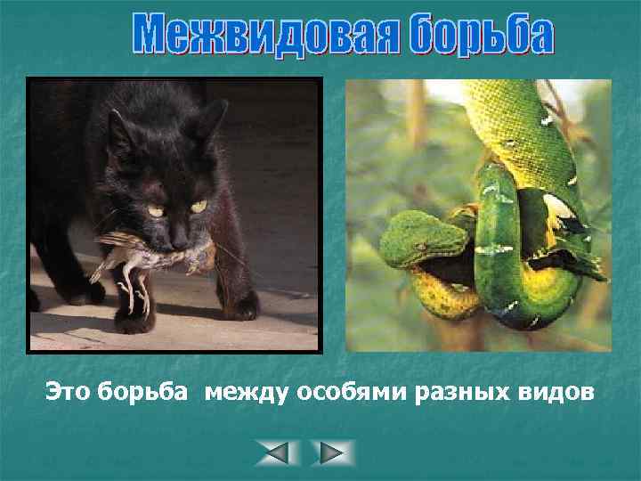 Это борьба между особями разных видов 