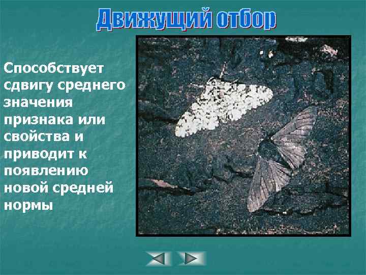 Способствует сдвигу среднего значения признака или свойства и приводит к появлению новой средней нормы