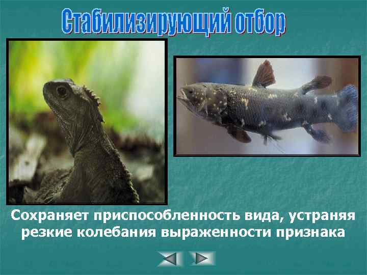 Сохраняет приспособленность вида, устраняя резкие колебания выраженности признака 