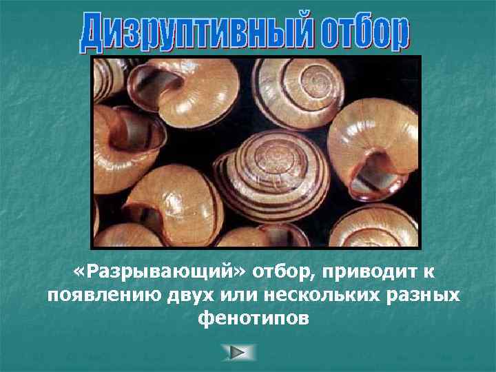  «Разрывающий» отбор, приводит к появлению двух или нескольких разных фенотипов 