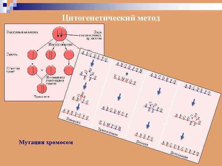 Цитогенетический метод Мутации хромосом 