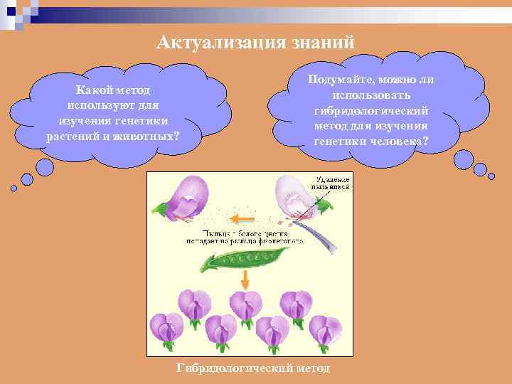 Актуализация знаний Какой метод используют для изучения генетики растений и животных? Подумайте, можно ли