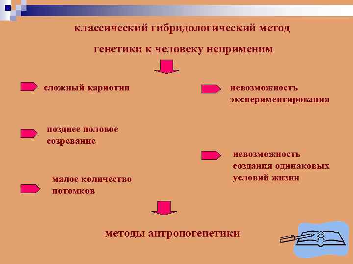 классический гибридологический метод генетики к человеку неприменим сложный кариотип невозможность экспериментирования позднее половое созревание