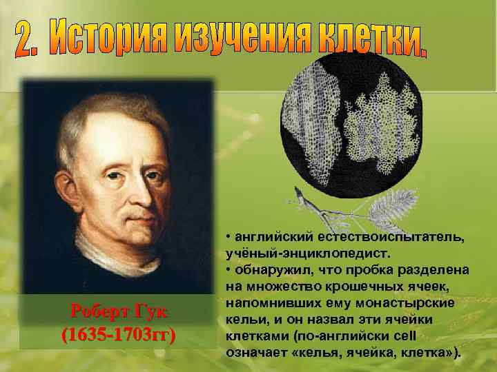 Роберт Гук (1635 -1703 гг) • английский естествоиспытатель, учёный-энциклопедист. • обнаружил, что пробка разделена