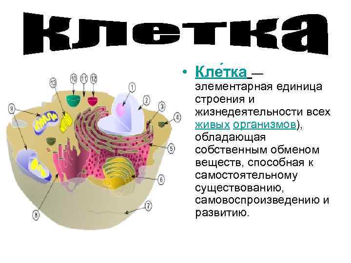  • Кле тка — элементарная единица строения и жизнедеятельности всех живых организмов), обладающая