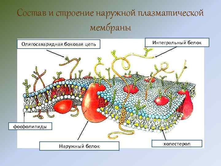 Состав и строение наружной плазматической мембраны Олигосахаридная боковая цепь Интегральный белок фосфолипиды Наружный белок