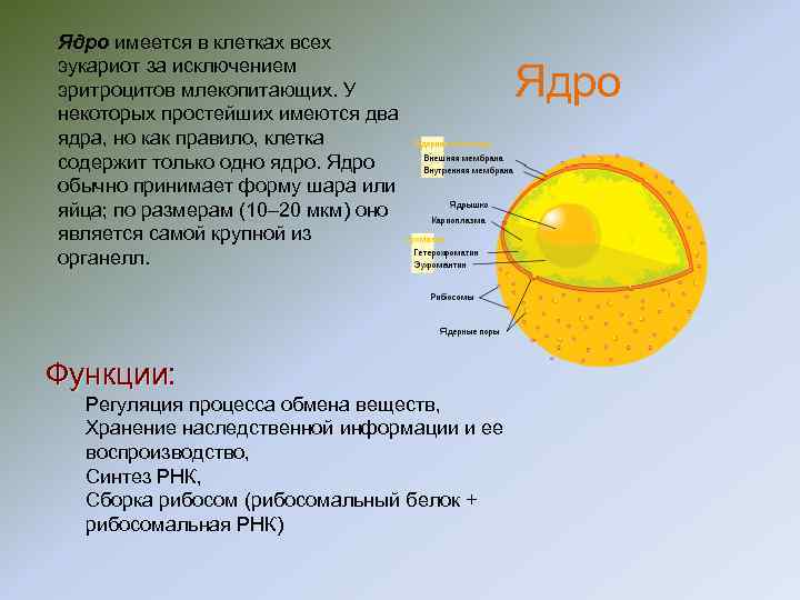 Ядро имеется в клетках всех эукариот за исключением эритроцитов млекопитающих. У некоторых простейших имеются