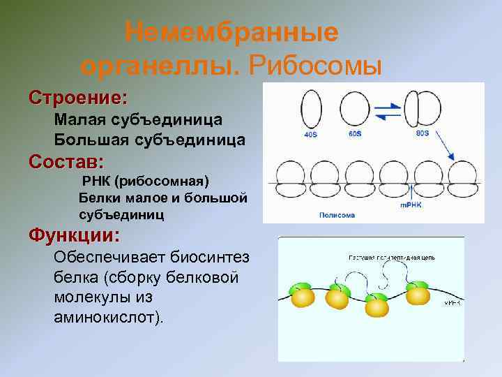 Немембранные органеллы. Рибосомы Строение: Малая субъединица Большая субъединица Состав: РНК (рибосомная) Белки малое и