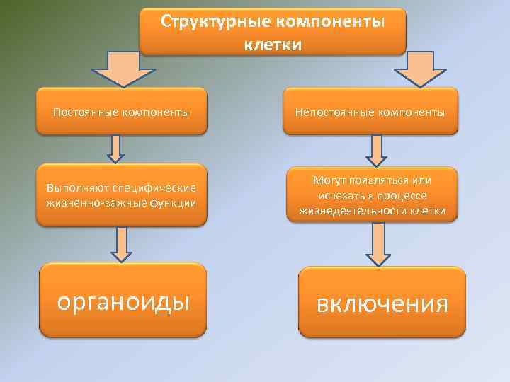 Структурные компоненты клетки Постоянные компоненты Непостоянные компоненты Выполняют специфические жизненно-важные функции Могут появляться или