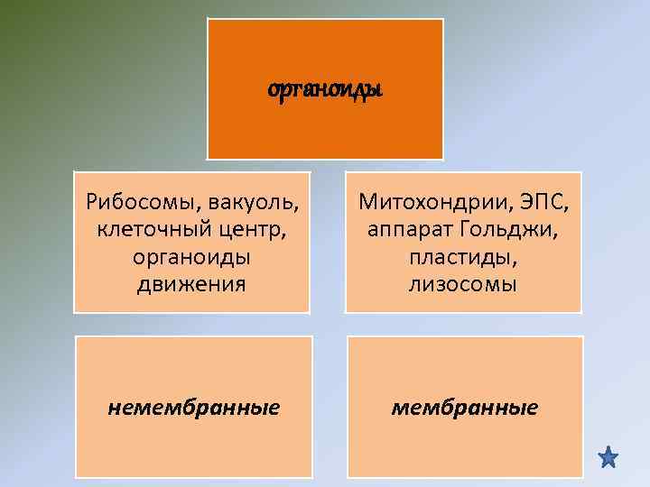 органоиды Рибосомы, вакуоль, клеточный центр, органоиды движения Митохондрии, ЭПС, аппарат Гольджи, пластиды, лизосомы немембранные