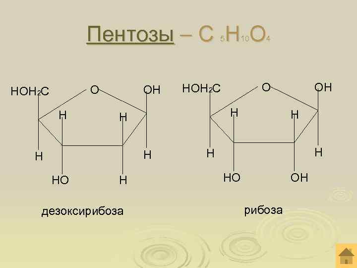 Пентозы – С Н О 5 О НОН 2 С Н ОН Н Н
