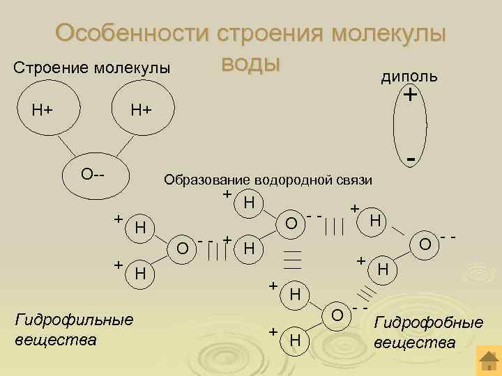 Особенности строения молекулы воды Строение молекулы диполь Н+ + Н+ О-- - Образование водородной
