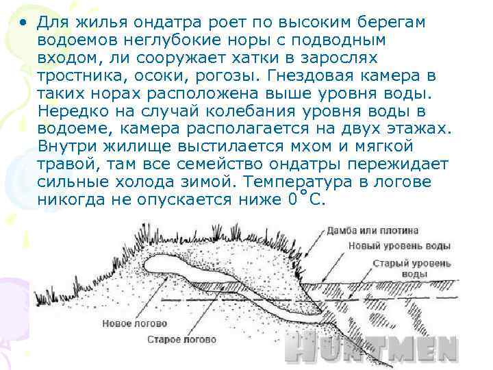  • Для жилья ондатра роет по высоким берегам водоемов неглубокие норы с подводным