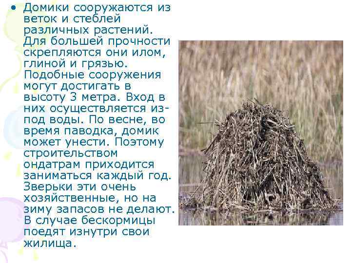  • Домики сооружаются из веток и стеблей различных растений. Для большей прочности скрепляются