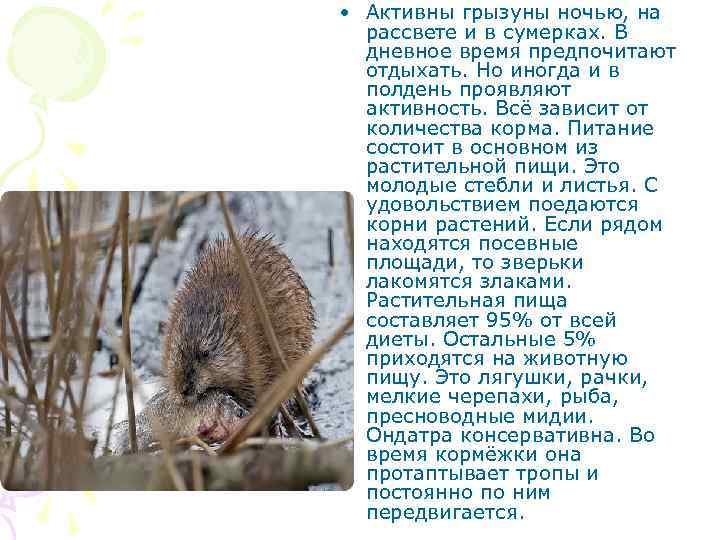  • Активны грызуны ночью, на рассвете и в сумерках. В дневное время предпочитают