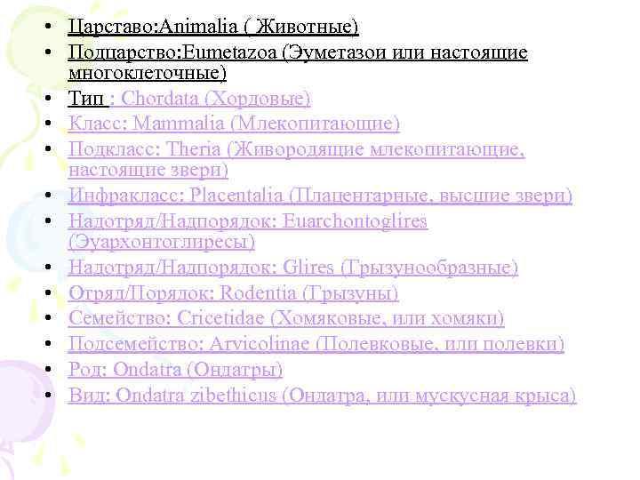  • Царставо: Animalia ( Животные) • Подцарство: Eumetazoa (Эуметазои или настоящие многоклеточные) •