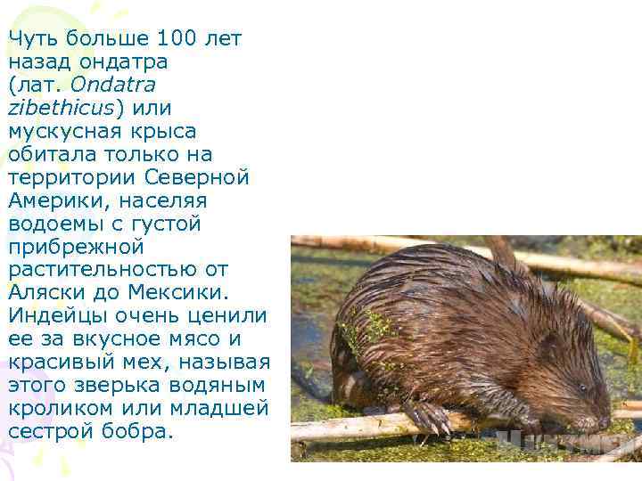 Чуть больше 100 лет назад ондатра (лат. Ondatra zibethicus) или мускусная крыса обитала только