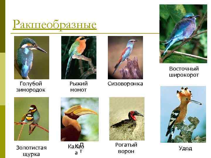 Заполните схему классификация птиц