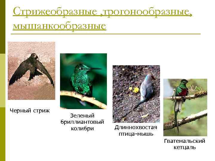 Стрижеобразные , трогонообразные, мышанкообразные Черный стриж Зеленый бриллиантовый колибри Длиннохвостая птица-мышь Гватемальский кетцаль 