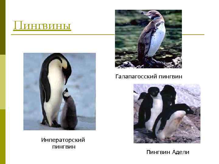 Пингвины Галапагосский пингвин Императорский пингвин Пингвин Адели 