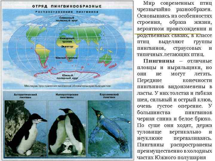 Мир современных птиц чрезвычайно разнообразен. Основываясь на особенностях строения, образа жизни, вероятном происхождении и