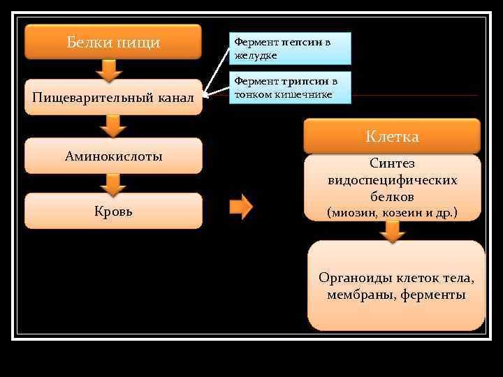 Белки пищи Пищеварительный канал Фермент пепсин в желудке Фермент трипсин в тонком кишечнике Клетка