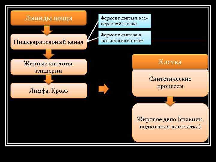 Липиды пищи Пищеварительный канал Жирные кислоты, глицерин Лимфа. Кровь Фермент липаза в 12 перстной