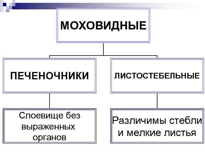 МОХОВИДНЫЕ ПЕЧЕНОЧНИКИ ЛИСТОСТЕБЕЛЬНЫЕ Слоевище без выраженных органов Различимы стебли и мелкие листья 