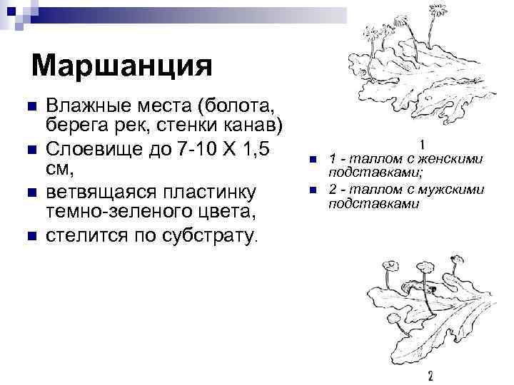 Маршанция n n Влажные места (болота, берега рек, стенки канав) Слоевище до 7 -10