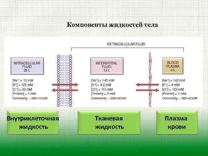  Компоненты жидкостей тела Внутриклеточная Тканевая Плазма жидкость крови 