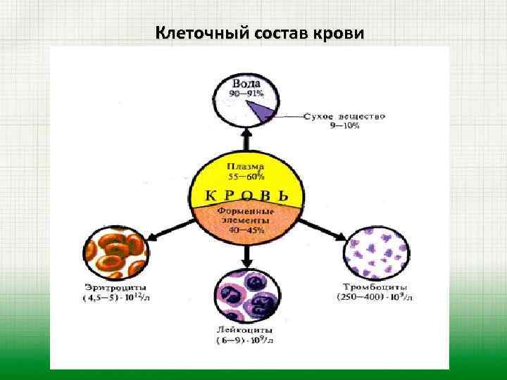 Клеточный состав крови 