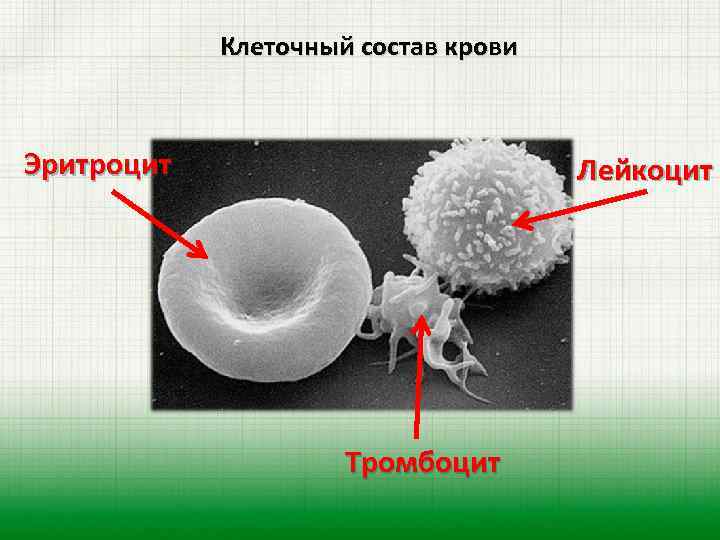  Клеточный состав крови Эритроцит Лейкоцит Тромбоцит 