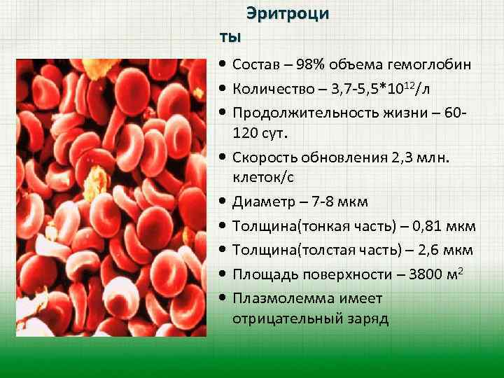  Эритроци ты Состав – 98% объема гемоглобин Количество – 3, 7 -5, 5*1012/л