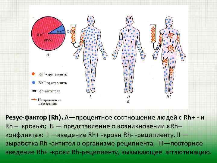 Резус-фактор (Rh). А—процентное соотношение людей с Rh+ - и Rh – кровью; Б —