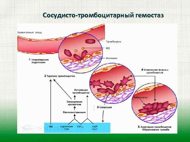 Сосудисто-тромбоцитарный гемостаз 