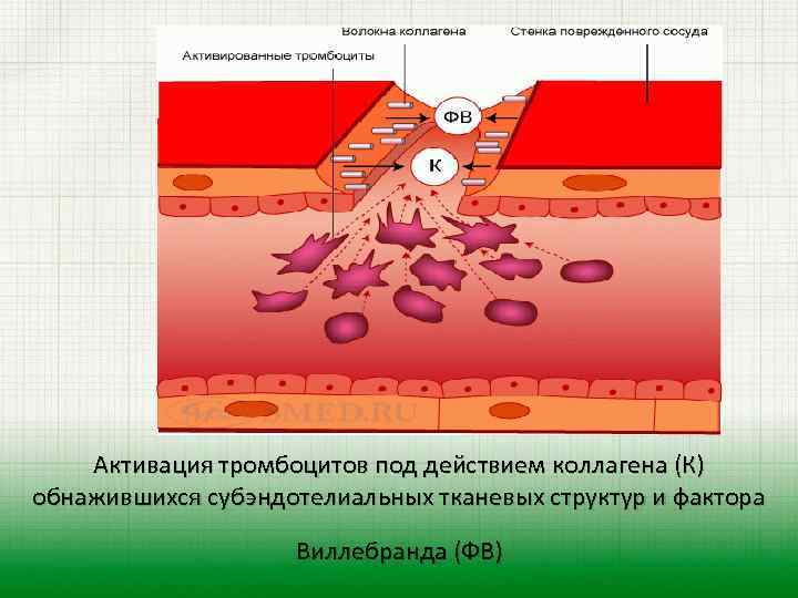  Активация тромбоцитов под действием коллагена (К) обнажившихся субэндотелиальных тканевых структур и фактора Виллебранда