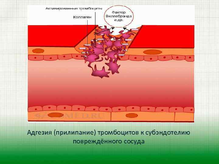 Адгезия (прилипание) тромбоцитов к субэндотелию повреждённого сосуда 